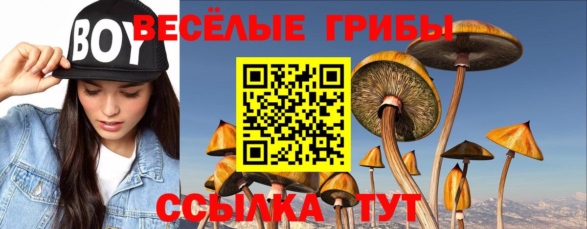 Галлюциногенные грибы Psilocybine cubensis Черногорск